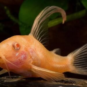 Corydoras sp. ( Cw041 ) 1″ WILD CAUGHT