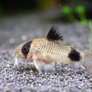 CORYDORAS C017 HUANGANA
