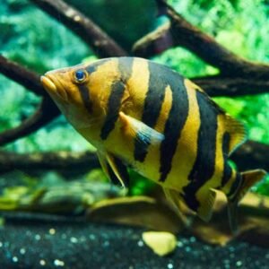 Datniodes microlepis 7″