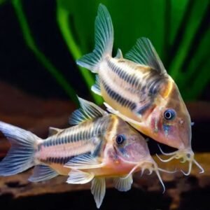Corydoras bifasciatus (Two-stripe Cory) 3″