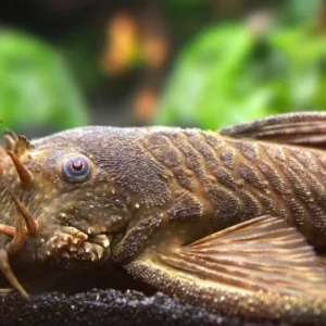 LDA 072a Ancistrus triradiatus