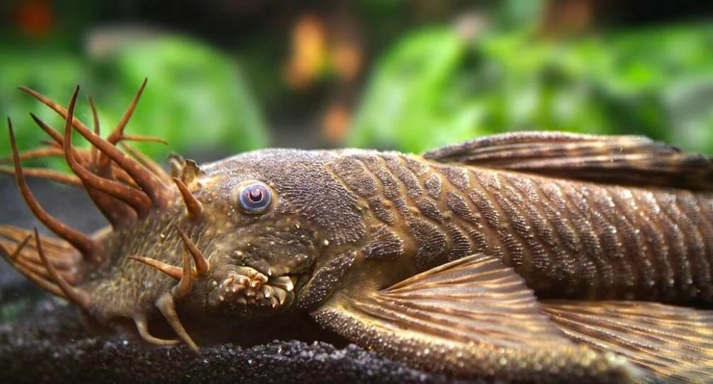 LDA 072a Ancistrus triradiatus