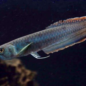 BRAZILIAN BLACK AROWANA
