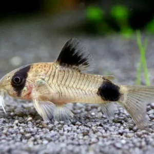 CORYDORAS PANDA