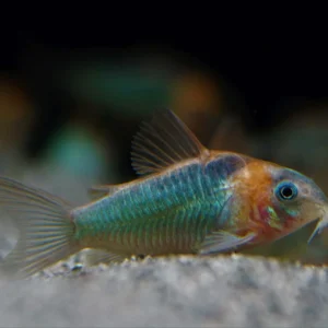 Corydoras sp.( Cw009 ) 0.5″-1.5″ WILD CAUGHT