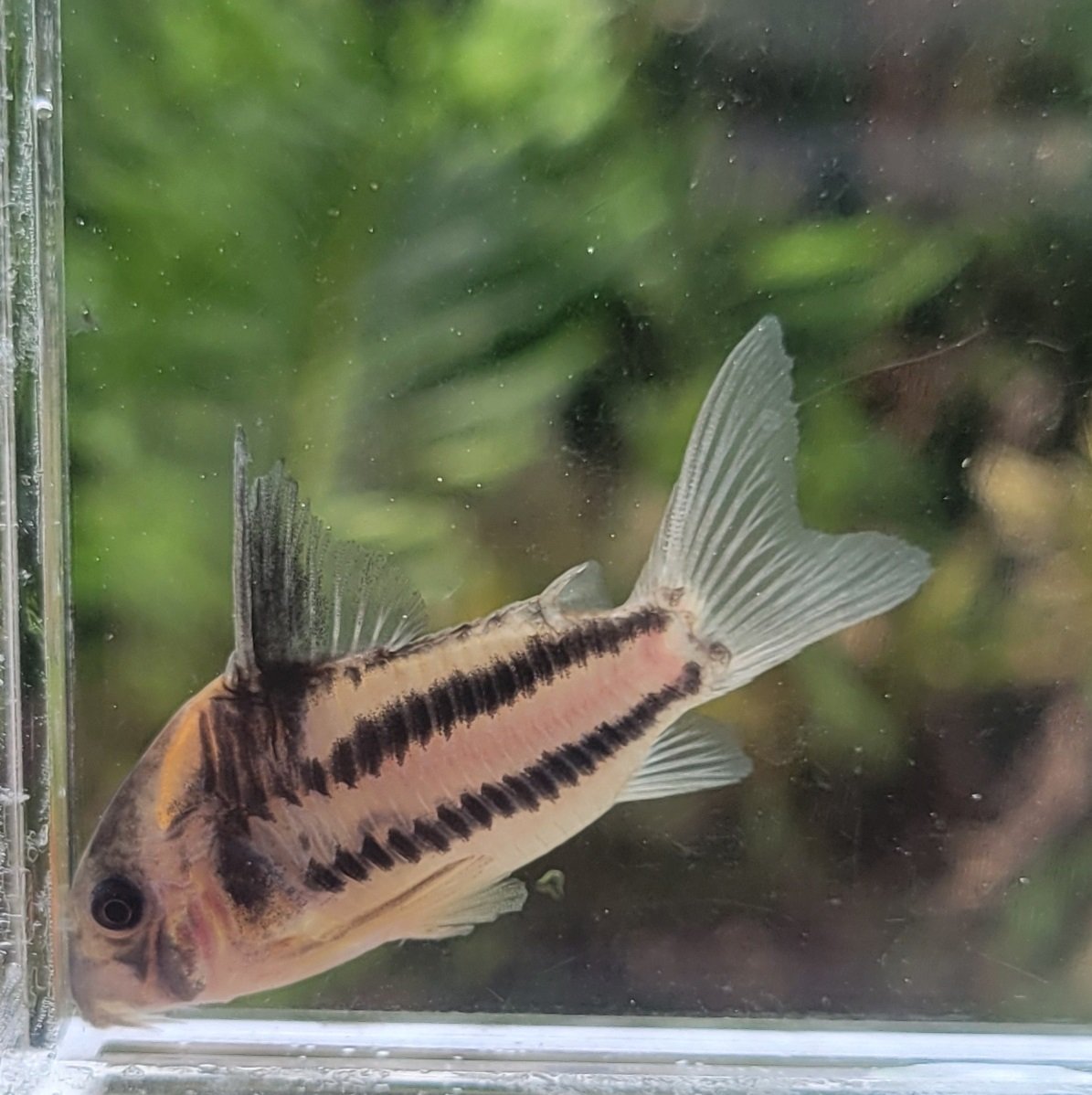 Corydoras ornatus ( Super 2 lines) 1.5″-2.5″