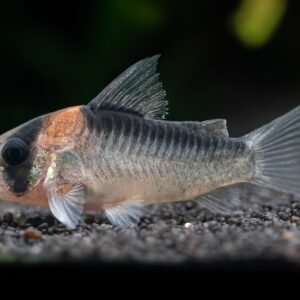 Corydoras adolfoi