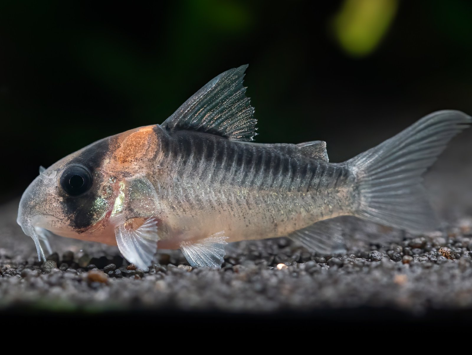 Corydoras adolfoi