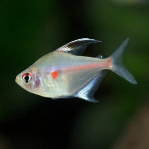 BLEEDING HEART TETRA