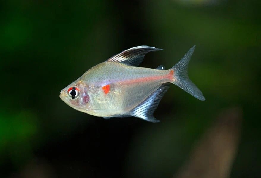 BLEEDING HEART TETRA