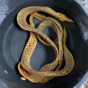 Frish Water Tiger Mero Ell (small) 8″-10″