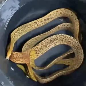 EXTRA LARGE TIGER MORAY