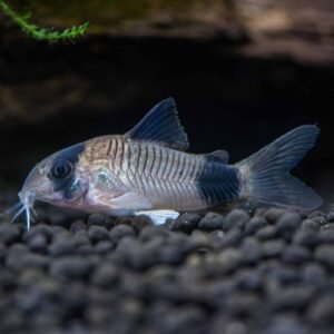 Corydoras CW169