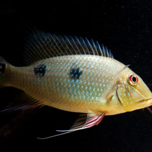 SATANOPERCA DAEMON 2"