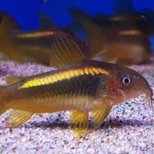 CORYDORAS GOLD LASER CW010
