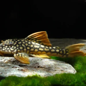 L014 SCOBINANCISTRUS AUREATUS