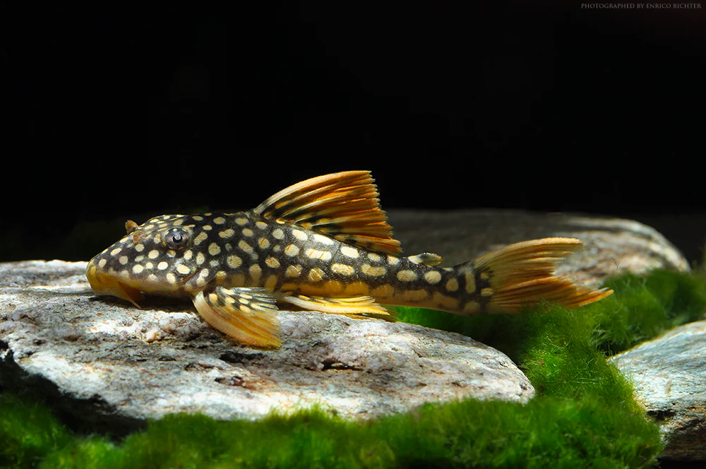 L014 SCOBINANCISTRUS AUREATUS