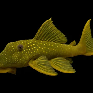 L200a Green Phantom Pleco