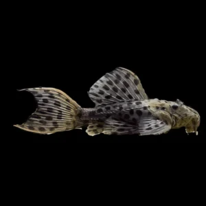 Pseudacanthicus spinosus (L096-Spotted Cactus Pleco) 3″