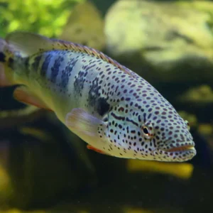 Crenichla Lentiuclata (Wild Caught) 2″