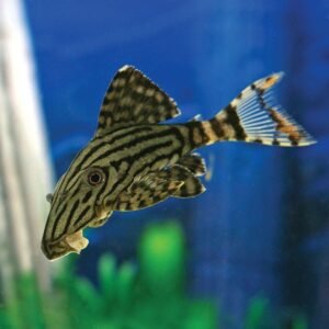 L191 PANAQUE SUTTONORUMSD