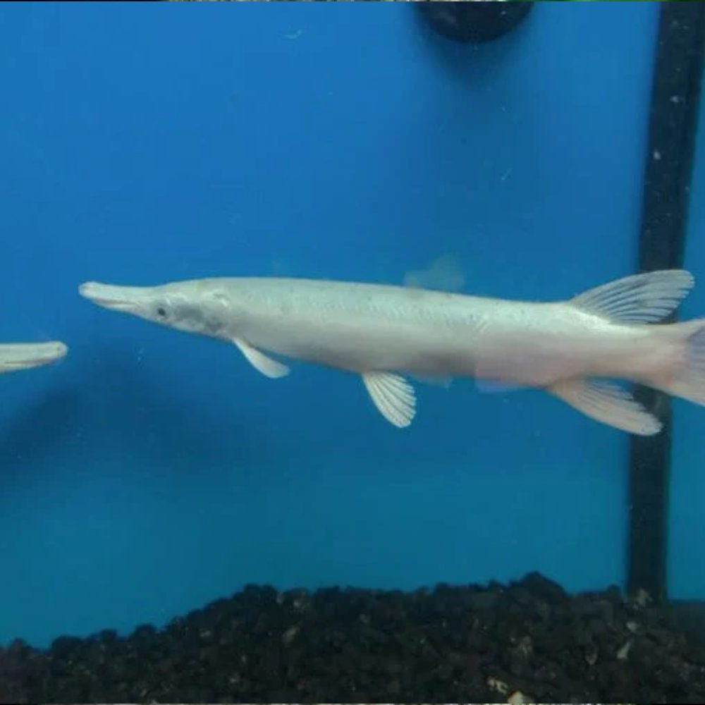 Platinum Snow White Gar