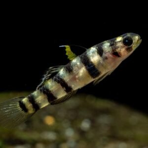 M. TIGRINIS 5'' ( Brachyplatystoma tigrinum)