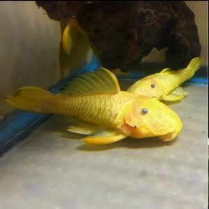 Parancistrus aurantiacus (Yellow Black Rubber Pleco) 3″