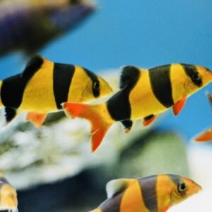 Botia Macrachata (Clown Loach) 3″