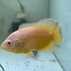 Astronotus Oscellatus (Lemon Oscar) 2″-3″