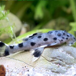 Leporacanthicus joselimai 3″-4″