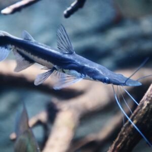 Sorubim lima 2.5″-3″ WILD CAUGHT