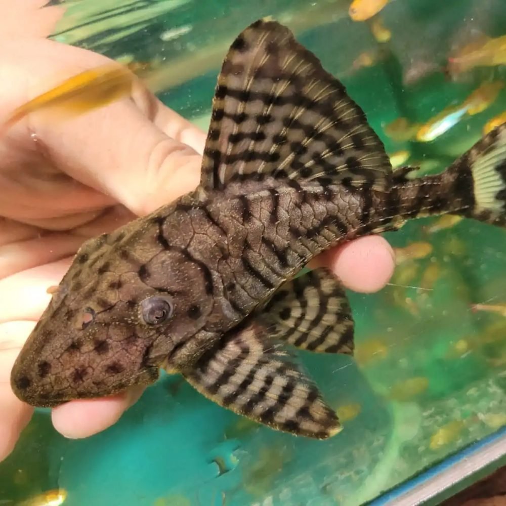 Pleco Papa (LDA 065 / L203)