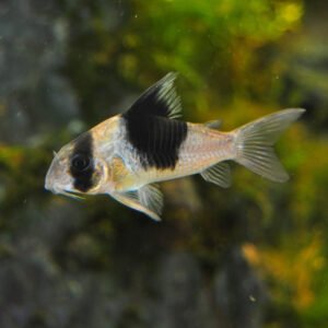 Corydoras panda 1.5″ WILD CAUGHT