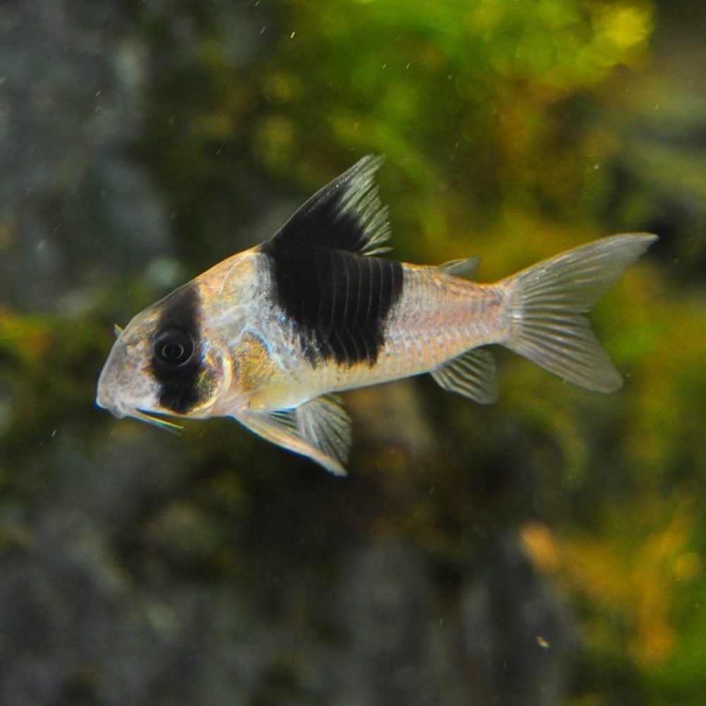 Corydoras panda 1.5″ WILD CAUGHT
