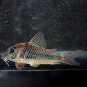 Corydoras stenocephalus ( C 017 ) 0.5″-1.5 WILD CAUGHT