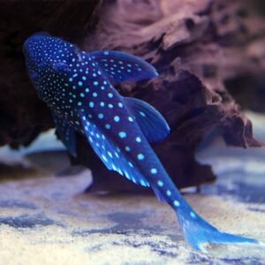 L128 Hemiancistrus sp. “Blue Phantom”