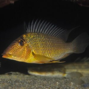 Satanoperca jurupari 4″-5″ WILD CAUGHT