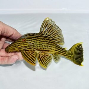 L-027b Colombian (platinum) Royal Pleco 3″