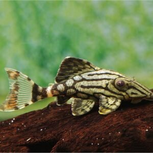 L191 Panaque Suttonorum (Wild Caught) 1″-2″