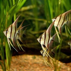 Altum Angel (Pterophyllum altum) Orinoco