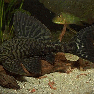 L330 Panaque Albomaculatus