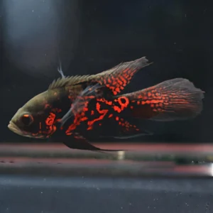 Astronotus Oscellatus (Long Fin Red Oscar) 3.5″-4″