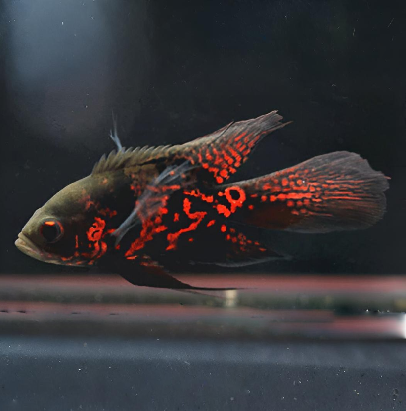 Astronotus Oscellatus (Long Fin Red Oscar) 3.5″-4″