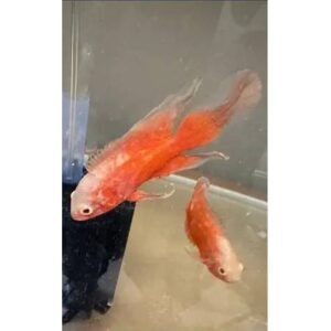 LONGFIN RED CHILI OSCAR MEDIUM