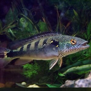 Crenichla Lenticulata