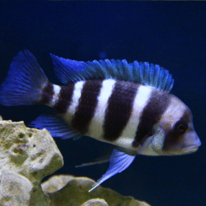 Frontosa Blue Zaire