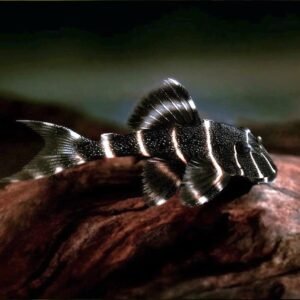 L204 PANAQOLUS ALBIVERMIS (Flash Empror)