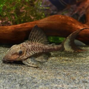 LDA065/ L203 PANAQUE SCHAEFERI