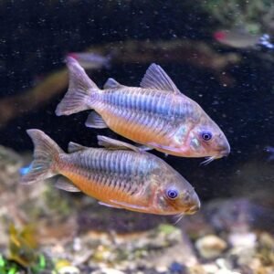 CORYDORAS GERYI